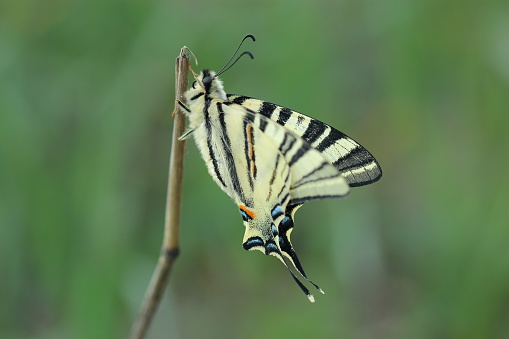 Scarse swallowtail (Iphiclides podalirius) sitting on dry grass. Closeup