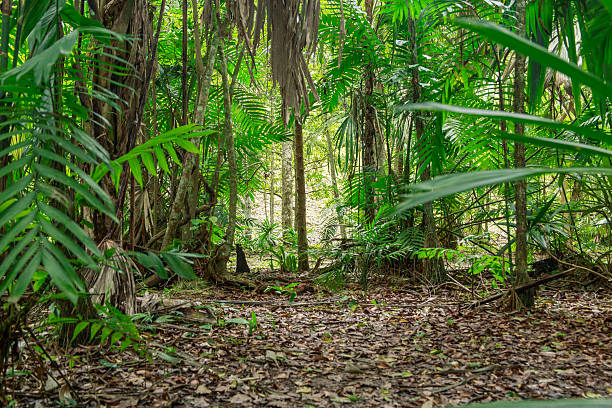 Rainforest Tropical plants taro leaf stock pictures, royalty-free photos & images