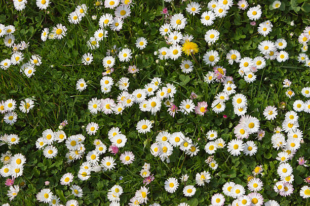 istock Daises in the field.Spring flowers 473919704