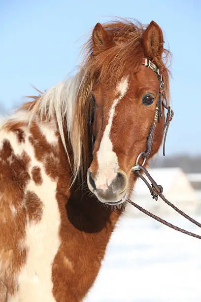 Nice skewbald pony with bridle in winter