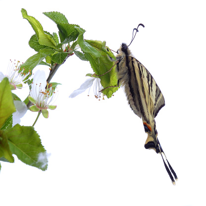 Scarse swallowtail (Iphiclides podalirius) sitting on cherries branch on white background