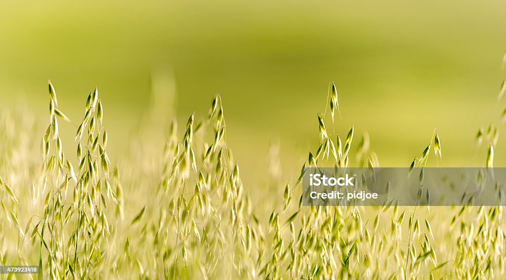 green ears, corn in a field grain ears almost ready for harvest growing in a farm field, selective focus 2015 Stock Photo