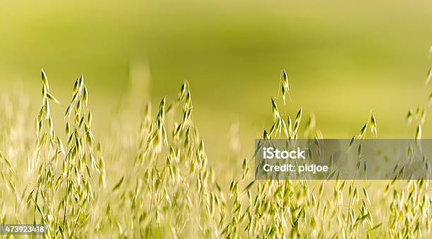 Green Ears Corn In A Field Stock Photo - Download Image Now - 2015, Agricultural Field, Agriculture