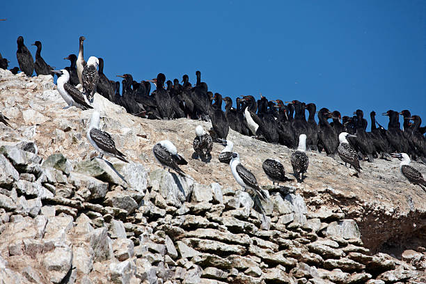 istock Red-eyed peruvian cormorant and gannets 473924094