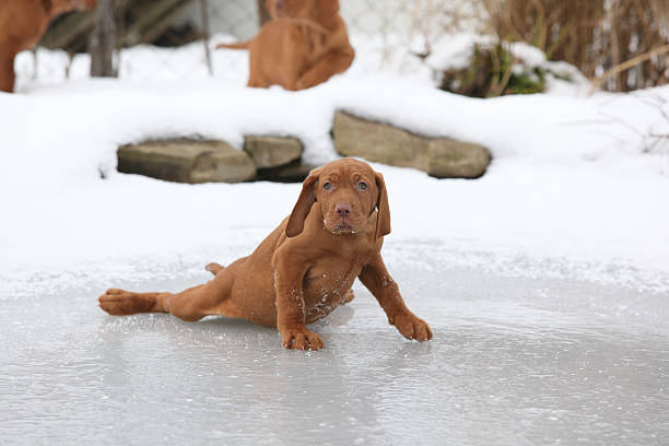 Hungarian Short-haired Pointing Dog sliding in winter stock photo
