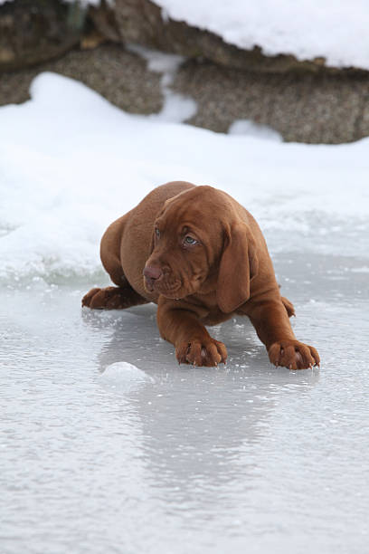 istock Hungarian Short-haired Pointing Dog on ice in winter 473926362