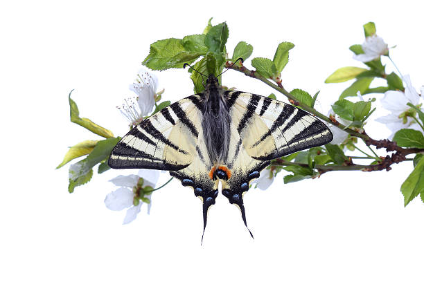 papilio scarse (iphiclides podalirius) assis sur des cerises branch - scarce swallowtail photos et images de collection