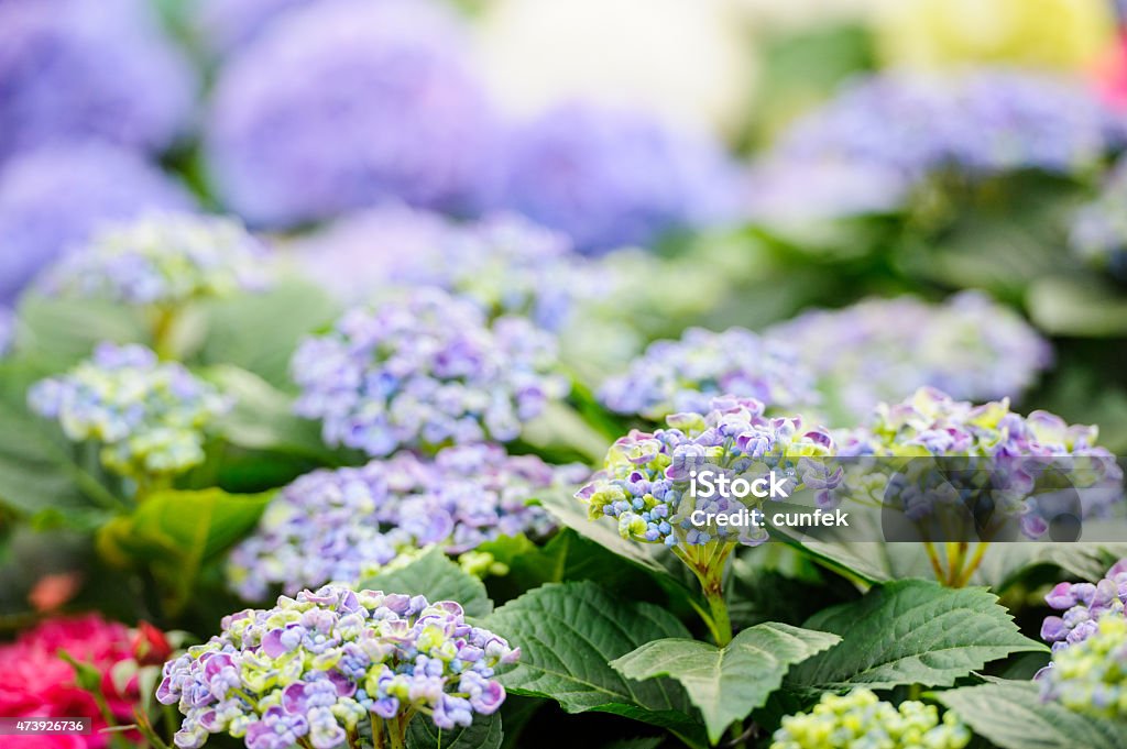 Hydrangea curly wirly Hydrangea curly-wurly, colorful flower bed in a greenhouse 2015 Stock Photo