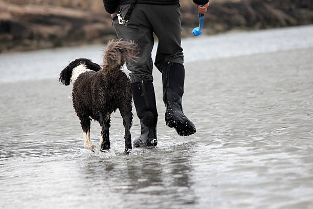 Black Russian Terrier dog jumping and splashing in water on a lake beach