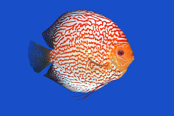 Checkerboard Discus fish Checkerboard Discus fish in a blue background discus fish stock pictures, royalty-free photos & images