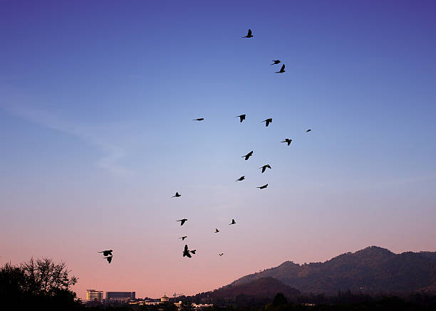 istock Bird flying in sky, Freedom concept 473929896