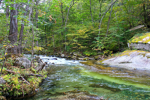 Forest landscape stock photo