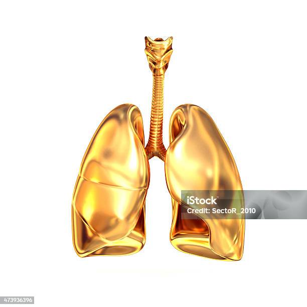 Foto de Golden Pulmões Sobre Fundo Branco e mais fotos de stock de 2015 - 2015, Anatomia, Criação Digital