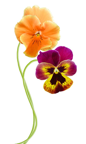 pansy flower isolated on white stock photo
