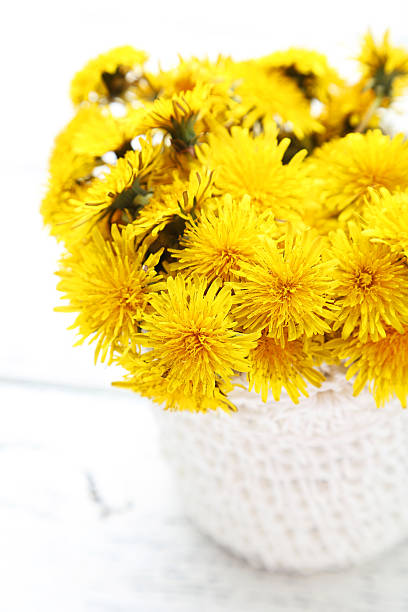 Yellow dandelion in basket on white wooden background
