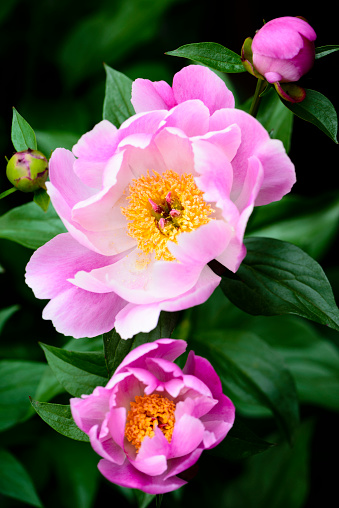 An open pink peony flower with buds arround it at differnt stages of blossoming.