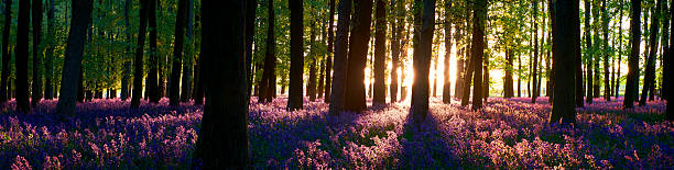 istock Sunset At The Bluebell Wood 473940202