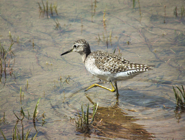istock Wood Sandpiper Feeding in a Tropical Lake 473940694