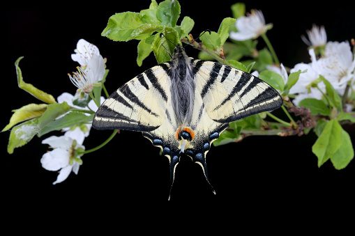 Scarse swallowtail (Iphiclides podalirius) sitting on cherries branch on black background