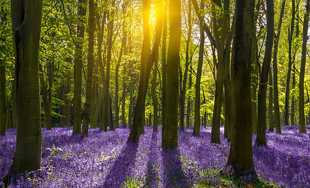 istock Sunlight casts shadows across bluebells in a wood 473944150