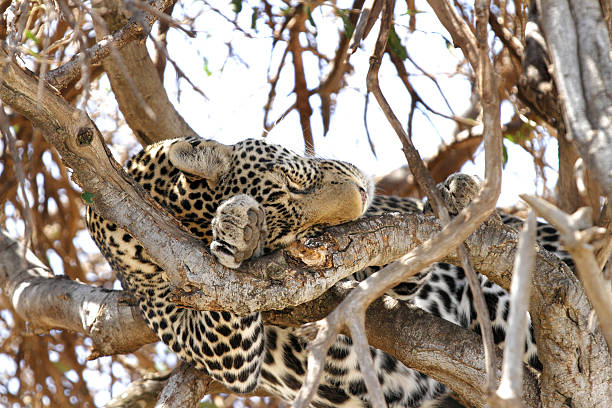 istock Leopard sleeping on the top of the tree 473944234