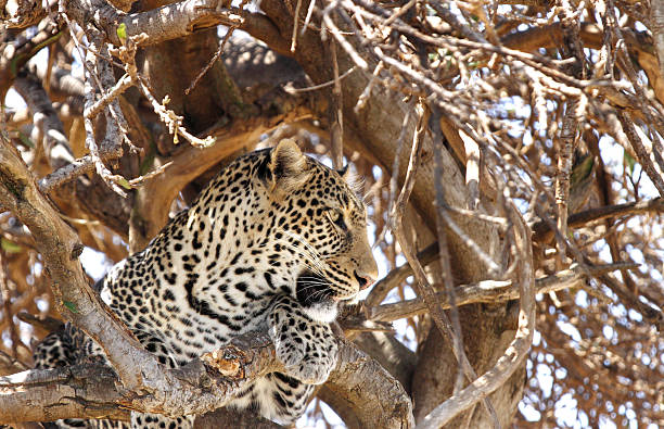 istock Beautiful leopard on the top of the tree 473944238