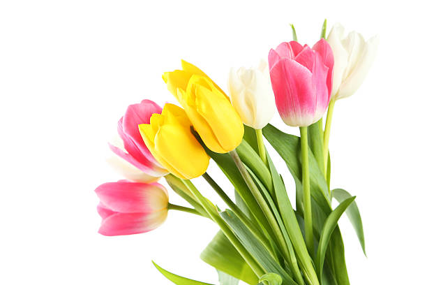 istock Beautiful tulips on white background 473946686