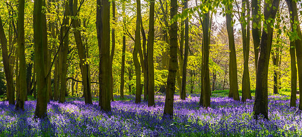 Sunlight casts shadows across bluebells in a wood stock photo