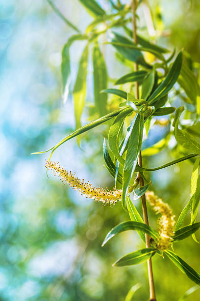 sauce llorón rama de primavera con verde new leaf y polen - willow leaf weeping willow willow tree tree fotografías e imágenes de stock