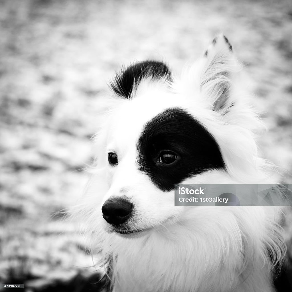 border collie mix border collie mix (52) winter with snow 2015 Stock Photo