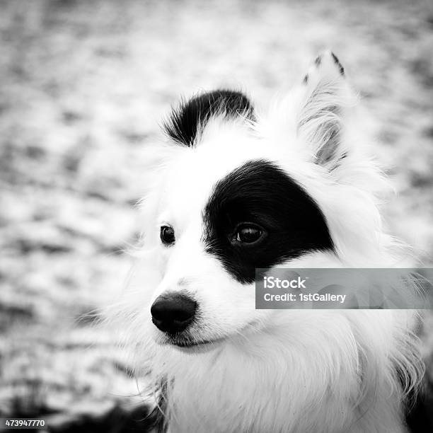 Border Collie Mix Stock Photo - Download Image Now - 2015, Animal, Animal Body Part