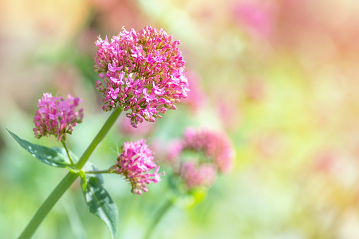 Close-up of red valerian flower plant, pink blossoms, shot of Vivid red Valerian (Centranthus ruber) flower, photography in spring season when the plant is blossoming. Shot in very selective focus with copy space. This plant and roots have medicine attribute.