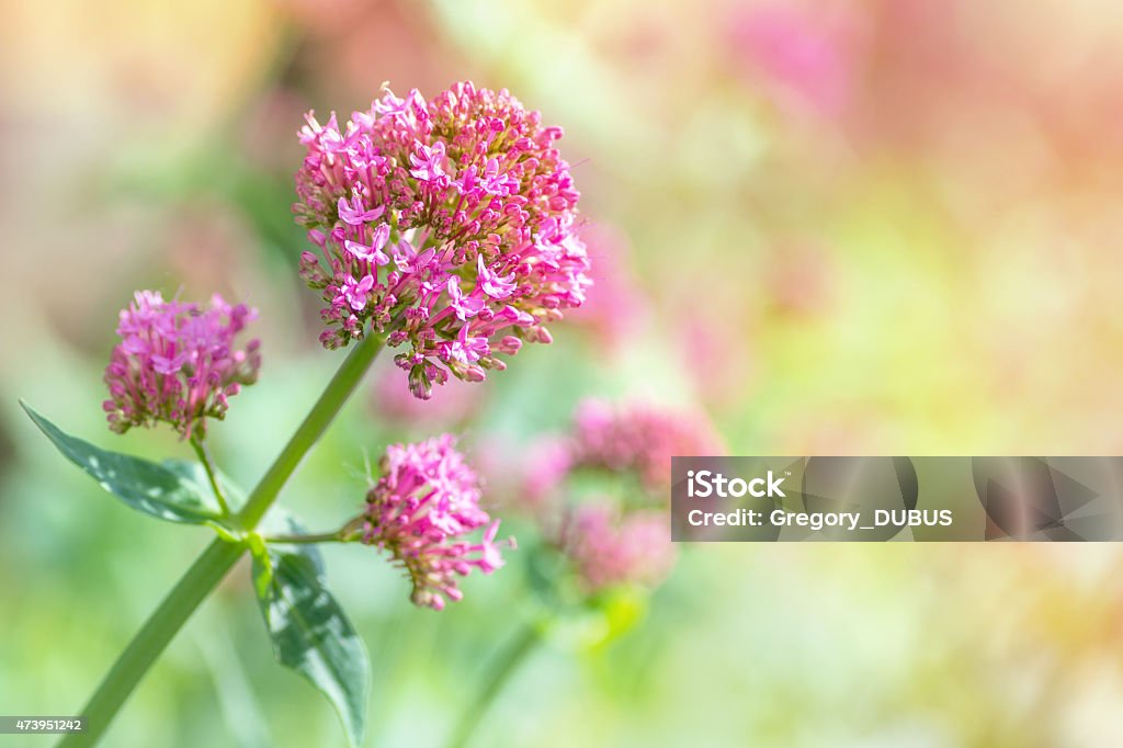 Red Valerian flower blossoming in spring Close-up of red valerian flower plant, pink blossoms, shot of Vivid red Valerian (Centranthus ruber) flower, photography in spring season when the plant is blossoming. Shot in very selective focus with copy space. This plant and roots have medicine attribute. Valerian - Herb Stock Photo