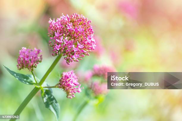 Red Valerian Flower Blossoming In Spring Stock Photo - Download Image Now - Valerian - Herb, Flower, Plant