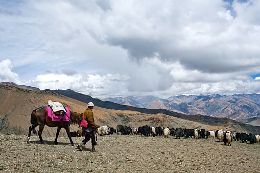 Shey La, Nepal - September 5, 2011: Tibetan nomad with yaks walking across Shey La pass in Dolpo region in the Nepal Himalaya