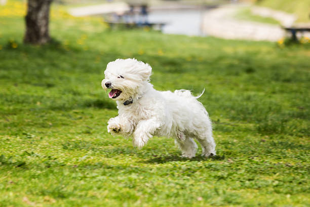 Maltese dog playing in garden - park
