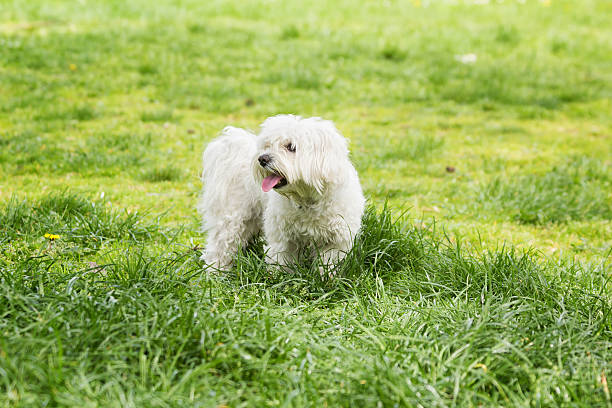 istock Maltese dog playing in garden - park 473951640