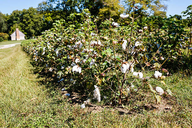 plantas de algodón - sharecropper fotografías e imágenes de stock