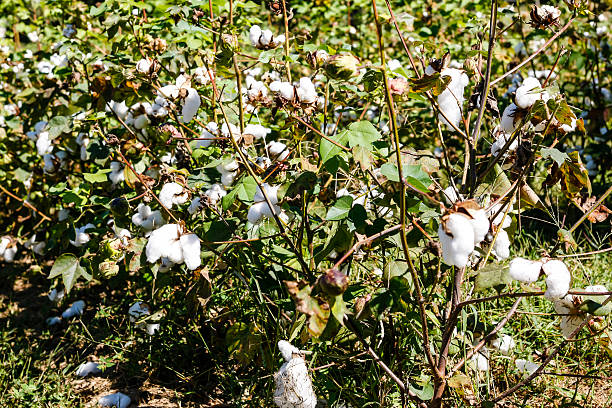 planta de algodón - sharecropper fotografías e imágenes de stock