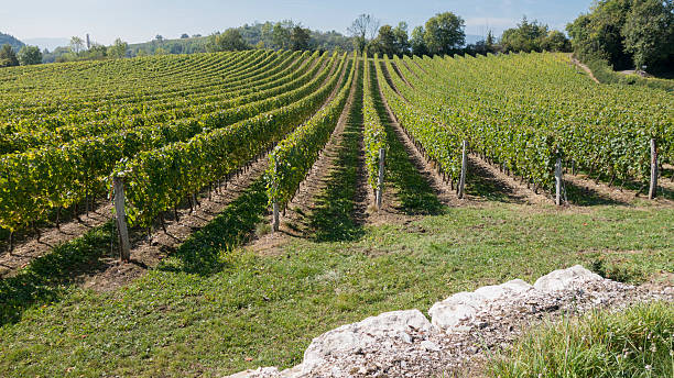 the Bugey in summer