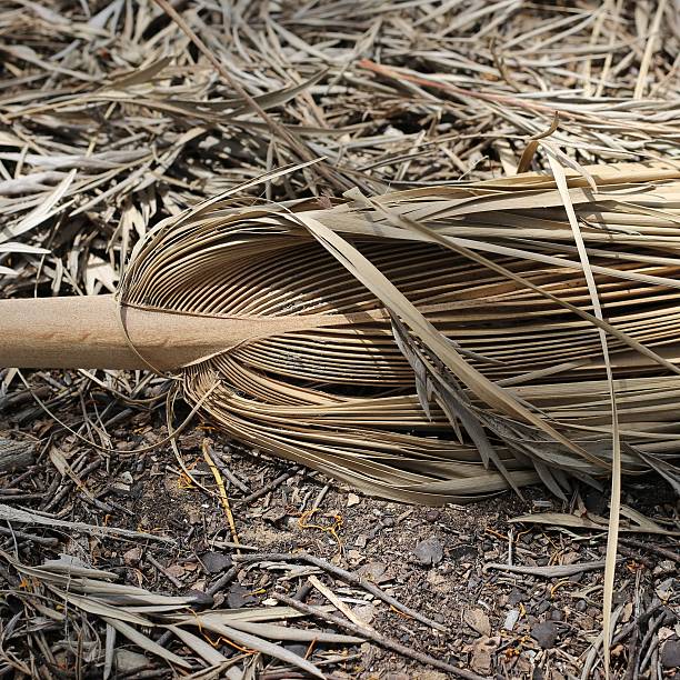 istock Dry palm tree branch. Dry palm branch. Close up. 473954664