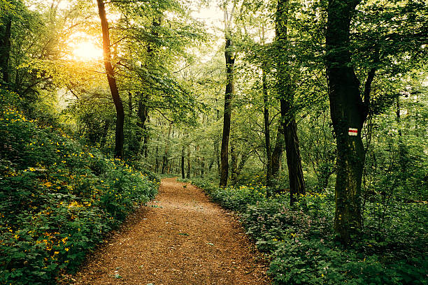 a footpath through a forest with sunshine - wandelen stockfoto's en -beelden