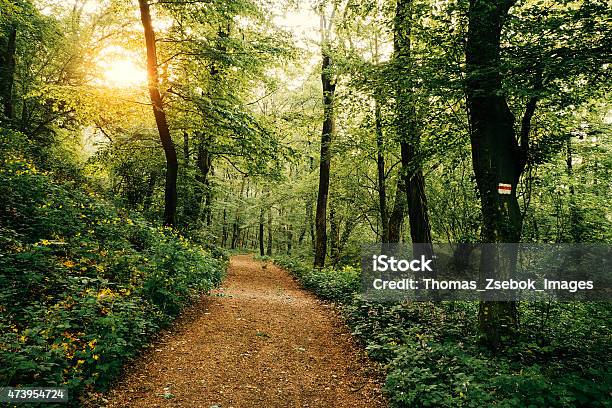 A Footpath Through A Forest With Sunshine Stock Photo - Download Image Now - Footpath, Dirt Road, Hiking
