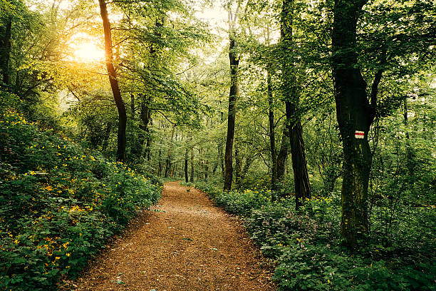 a footpath through a forest with sunshine - fotvandra bildbanksfoton och bilder