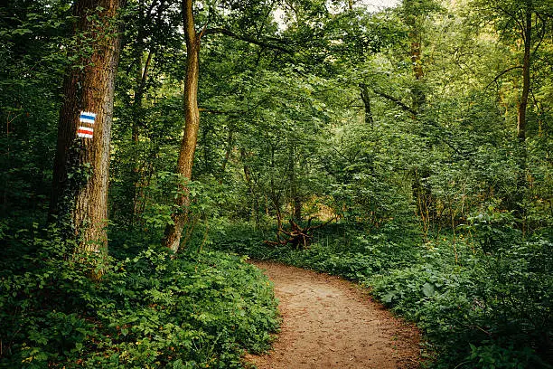 Photo of Footpath in the forest