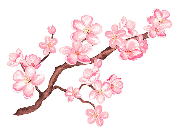 cable pantalla carrera Ilustración de Watercolor Rama Del Árbol De Cerezo En Flor De Sakura Con  Flores y más Vectores Libres de Derechos de Almendro - iStock