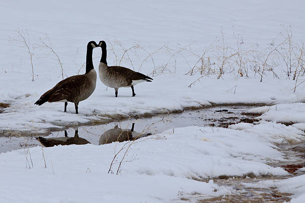 istock Canadian geese lovebirds 473957064