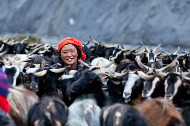 Dho Tarap, Nepal - September 8, 2011: Tibetan woman milking a goat.