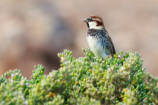 Spanish sparrow (Passer hispaniolensis) Perched on a plant