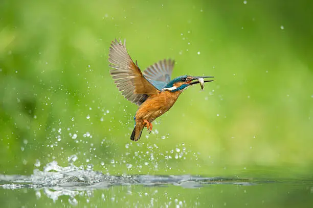 Male kingfisher emerging from the water after a succesful dive